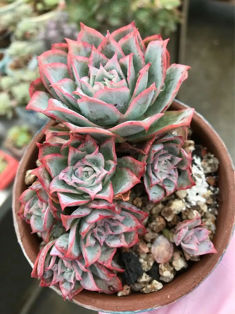 大家平时养多肉比较喜欢哪个系列,四年的养殖生涯