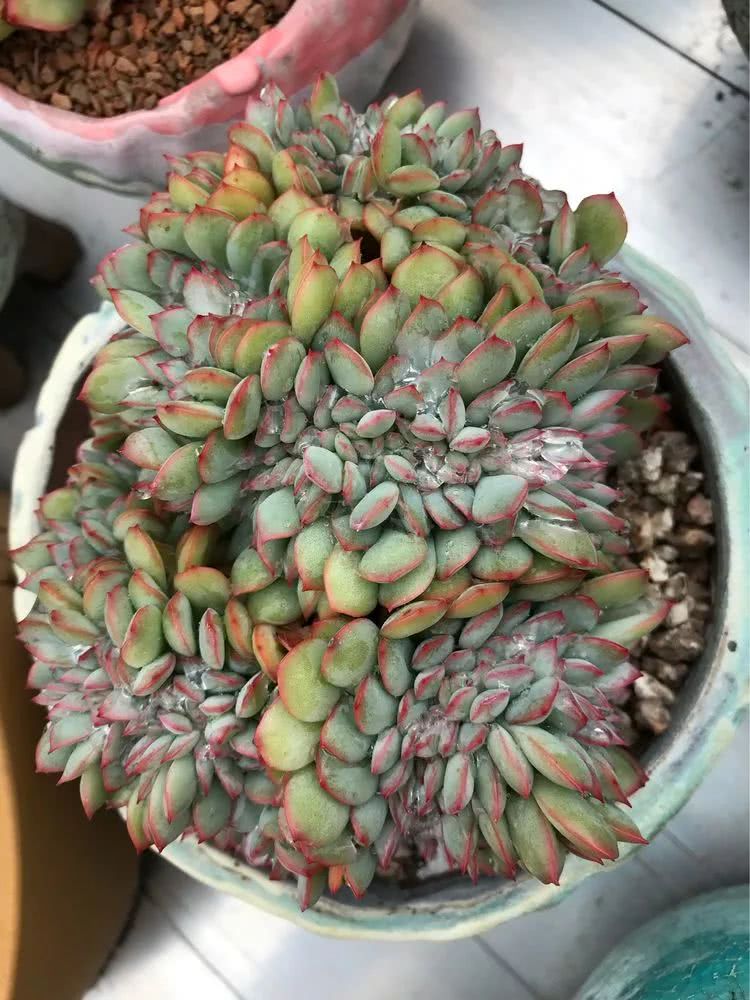 大家平时养多肉比较喜欢哪个系列,四年的养殖生涯