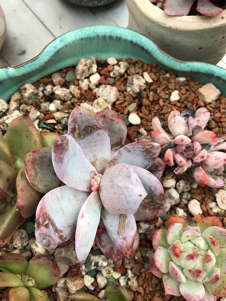 大家平时养多肉比较喜欢哪个系列,四年的养殖生涯