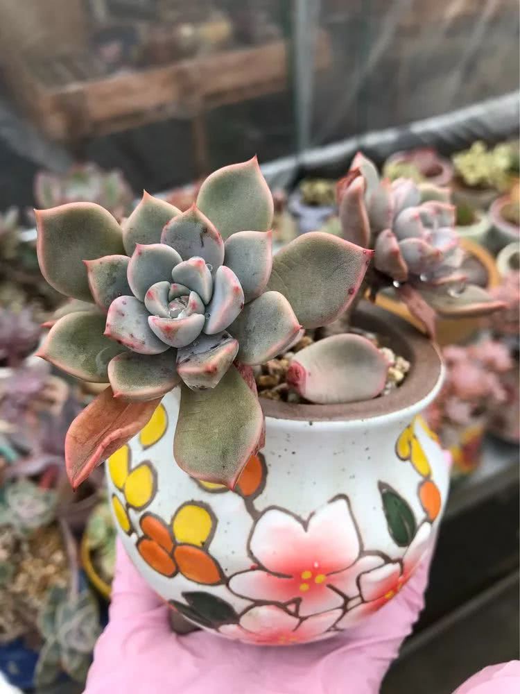 大家平时养多肉比较喜欢哪个系列,四年的养殖生涯