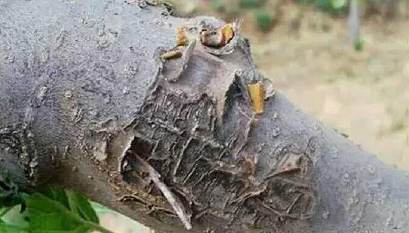 肟菌戊唑醇防治苹果树哪些病害,苹果树常见病害及防治方法