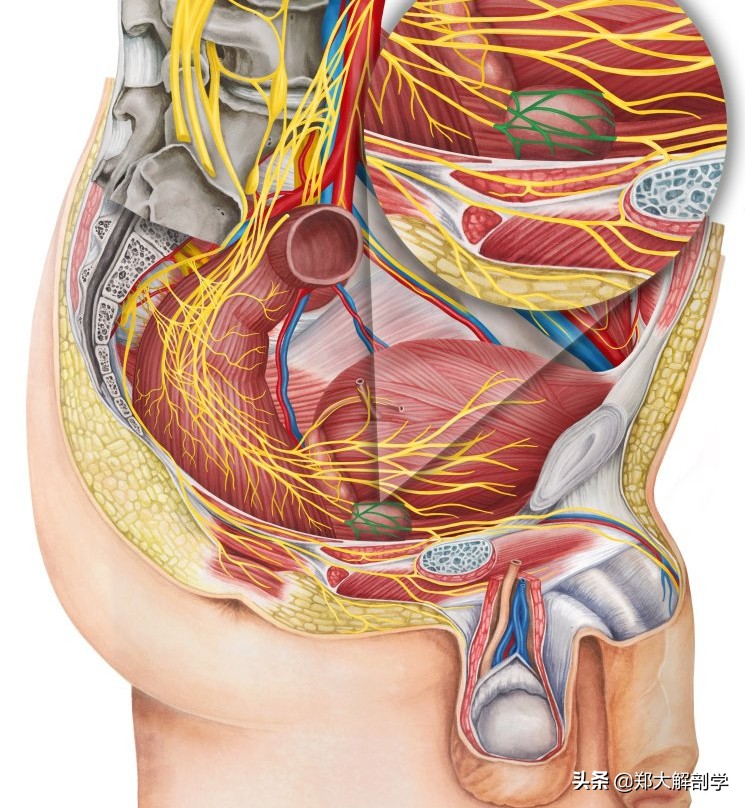 自主神经系统交感神经,自主神经淤堵