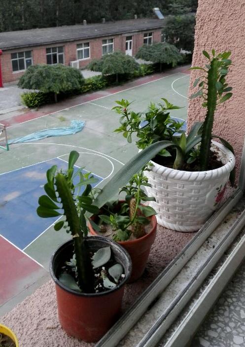 龙骨烂根最简单的处理方法,龙骨烂根可以用香灰消毒吗