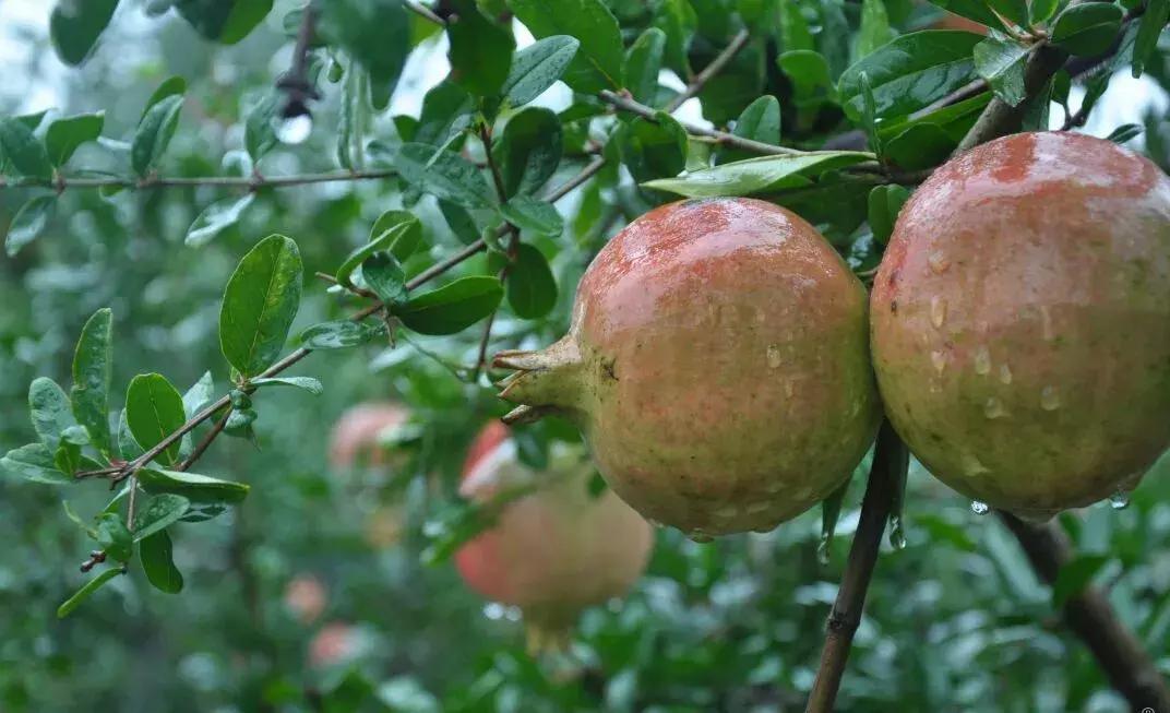 石榴突尼斯软带籽石榴,世界上最红突尼斯软籽石榴