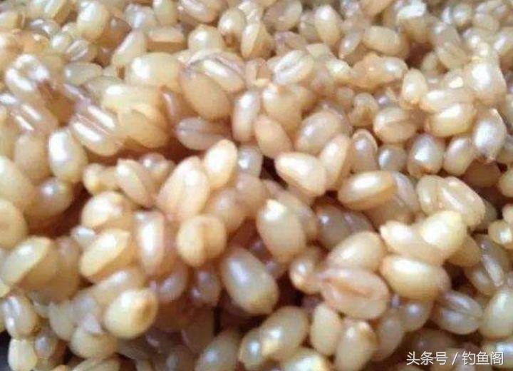 巧用麦子钓鱼，鲫鲤都来报道，做好这3个步骤天气再冷也不空军！