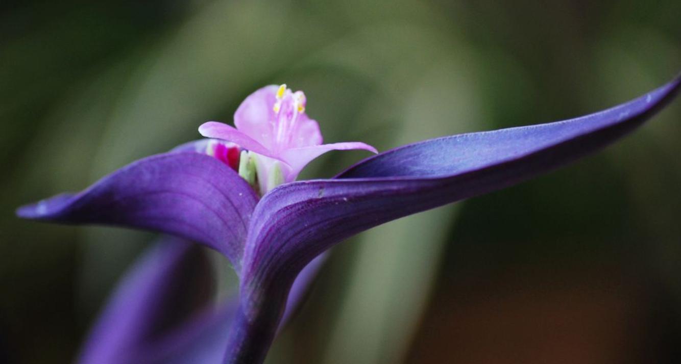 花色艳丽的种植方法,紫罗兰开花颜色有几种
