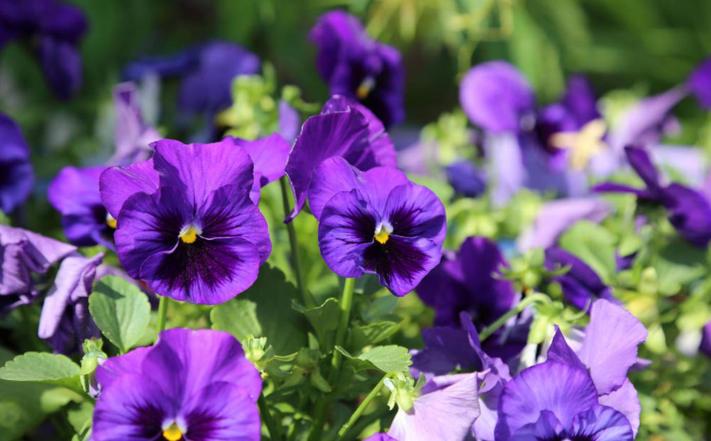 紫罗兰开花的正确方法,重瓣紫罗兰如何种植的