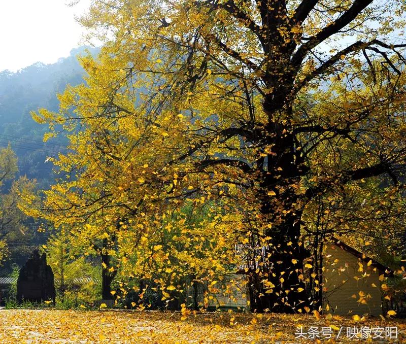河南红叶最佳观赏时间表,河南看红叶最好的地方