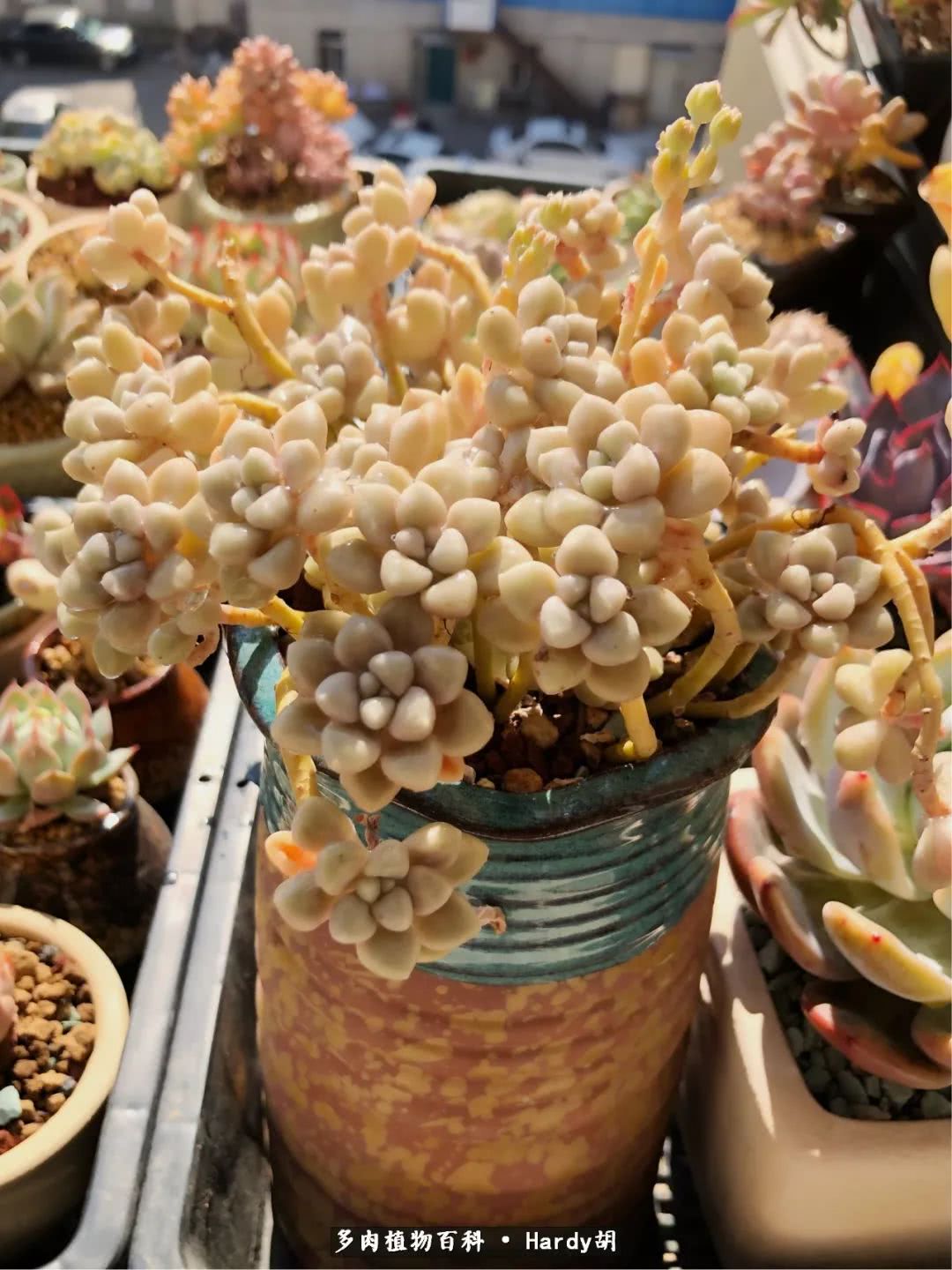 别人家的奶爸,别人家的多肉!一枚窗台*党**的多肉进阶之路!