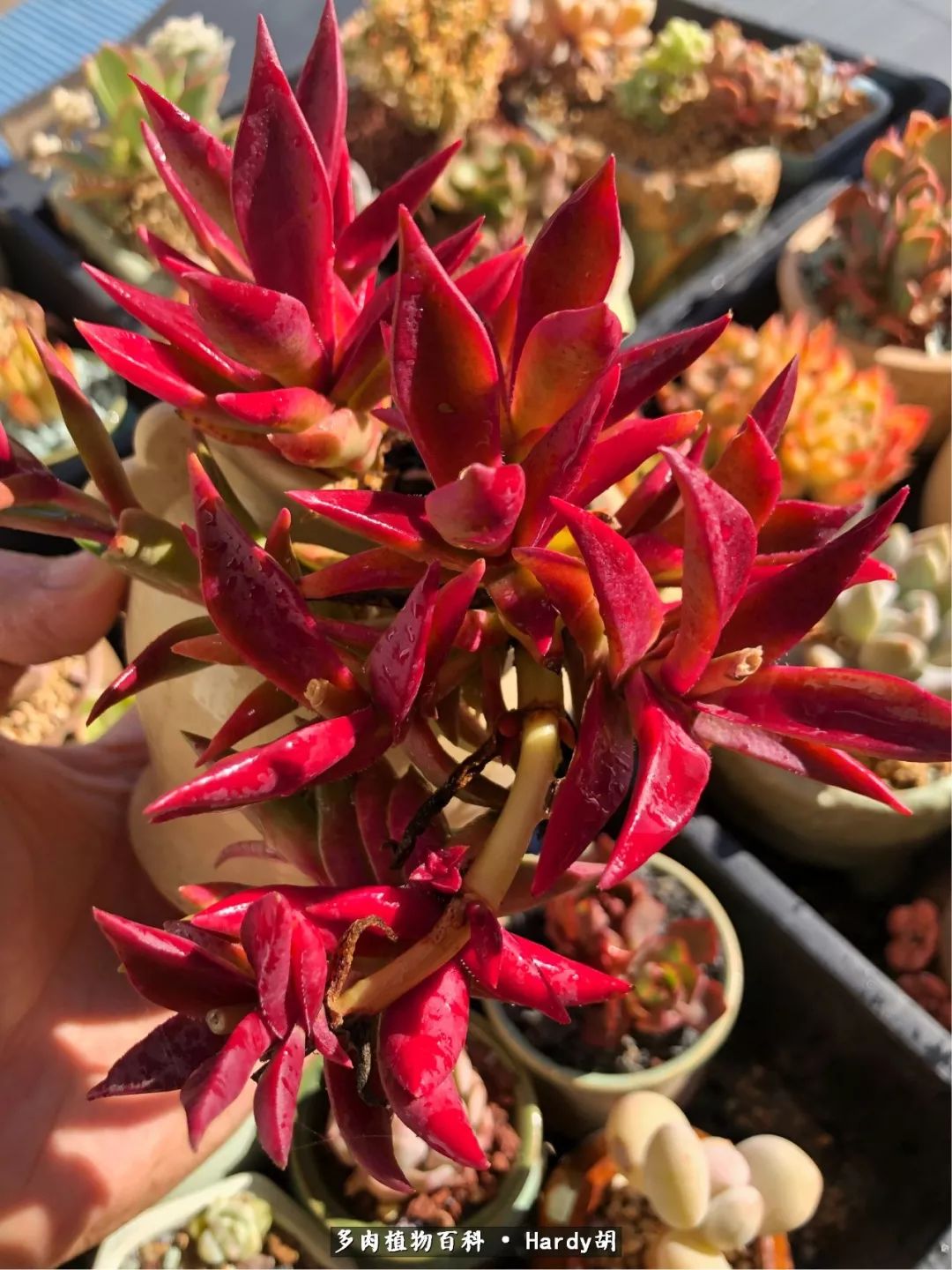 别人家的奶爸,别人家的多肉!一枚窗台*党**的多肉进阶之路!