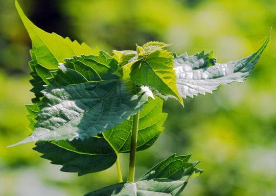 神仙树豆腐的制作方法,神仙树神仙豆腐