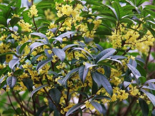 农村这种植物有香料之王,小时候农村常见可食用植物