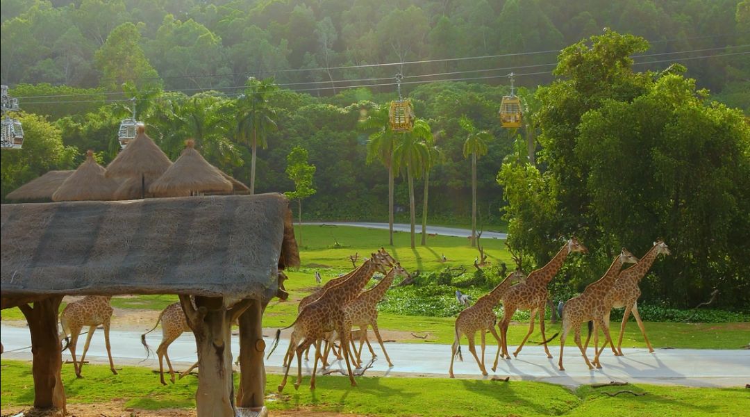 动物园万圣节里面有什么,万圣节动物王国