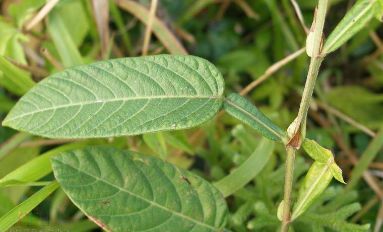 中药葫芦茶的图片,中药材葫芦茶根