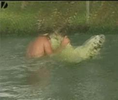 鳄鱼吃鳄鱼的视频搞笑,鳄鱼吃鳄鱼搞笑视频