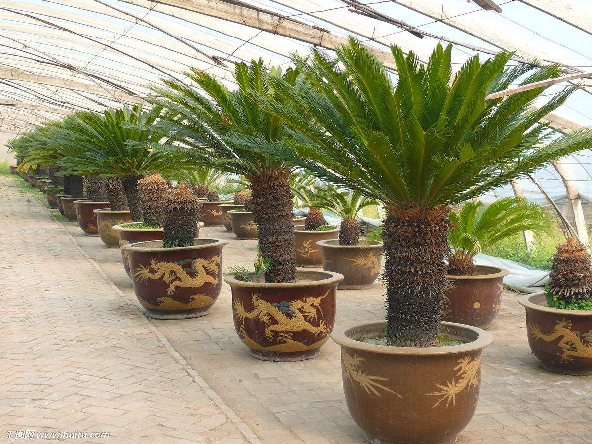 铁树盆景如何养护管理,墨西哥铁树怎样枝繁叶茂