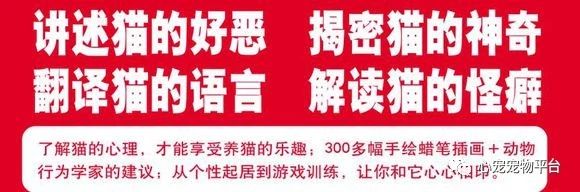 我与猫的小说,我与猫奴