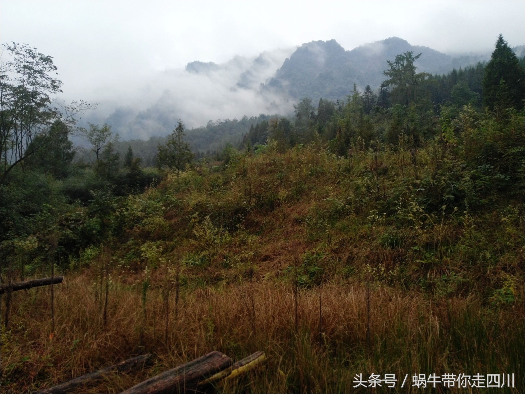 成都西岭雪山玩一天大概多少钱,成都西岭雪山旅游一日游报团