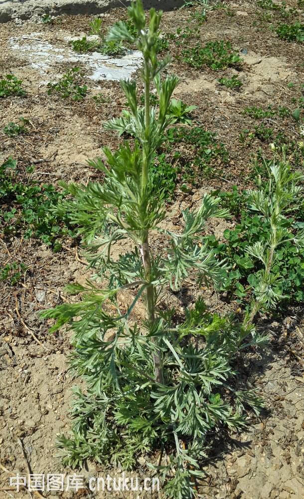 中药材茵陈蒿有抗菌消炎的作用吗,中药材茵陈蒿