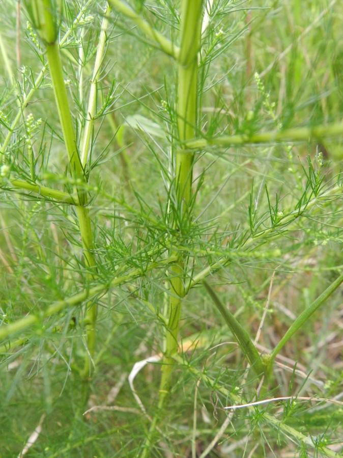 中药材茵陈蒿作用,中药材茵陈蒿能和陈皮一起喝吗