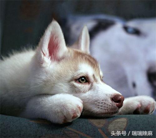 狗狗不小心被车撞了一下,狗狗不小心被车撞了能自愈吗