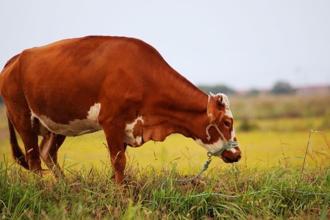 东营黄河入海口旅游攻略,东营河海交汇旅游攻略