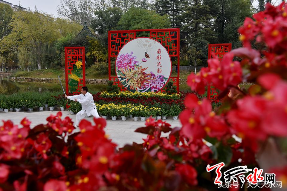 天水麦积菊展,金秋菊展日记