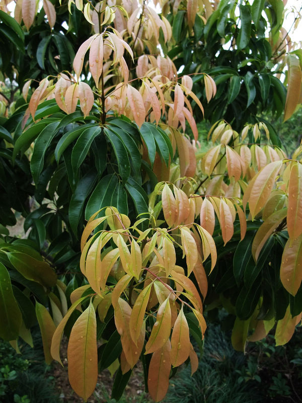 穷驴500块囧囧游香港（详细攻略带图）