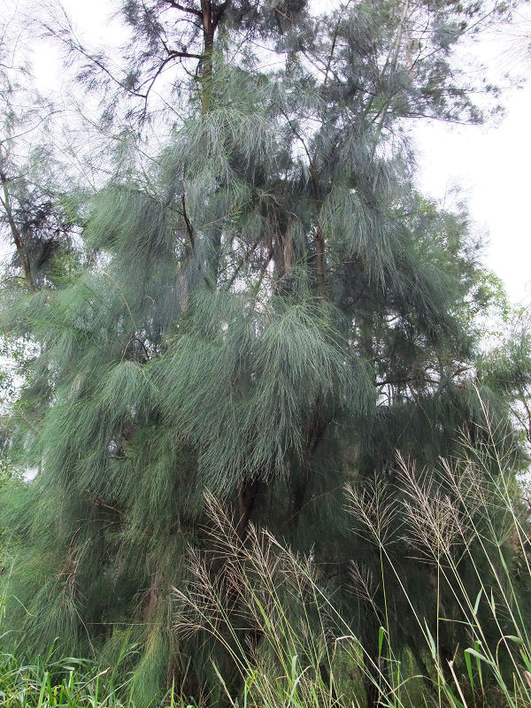 穷驴旅游,港囧游香港