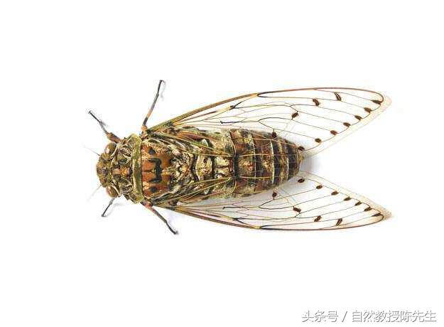 十大恐怖的维基词条,有关你不知道的全部恐怖故事