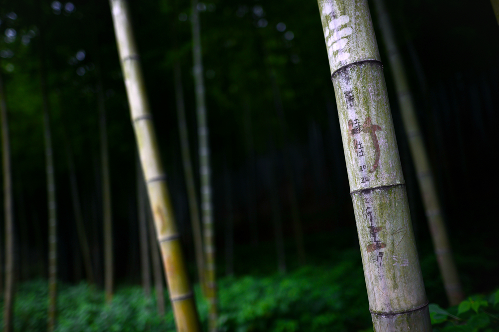 宜兴竹海的风景,推荐一个好的地方宜兴竹海