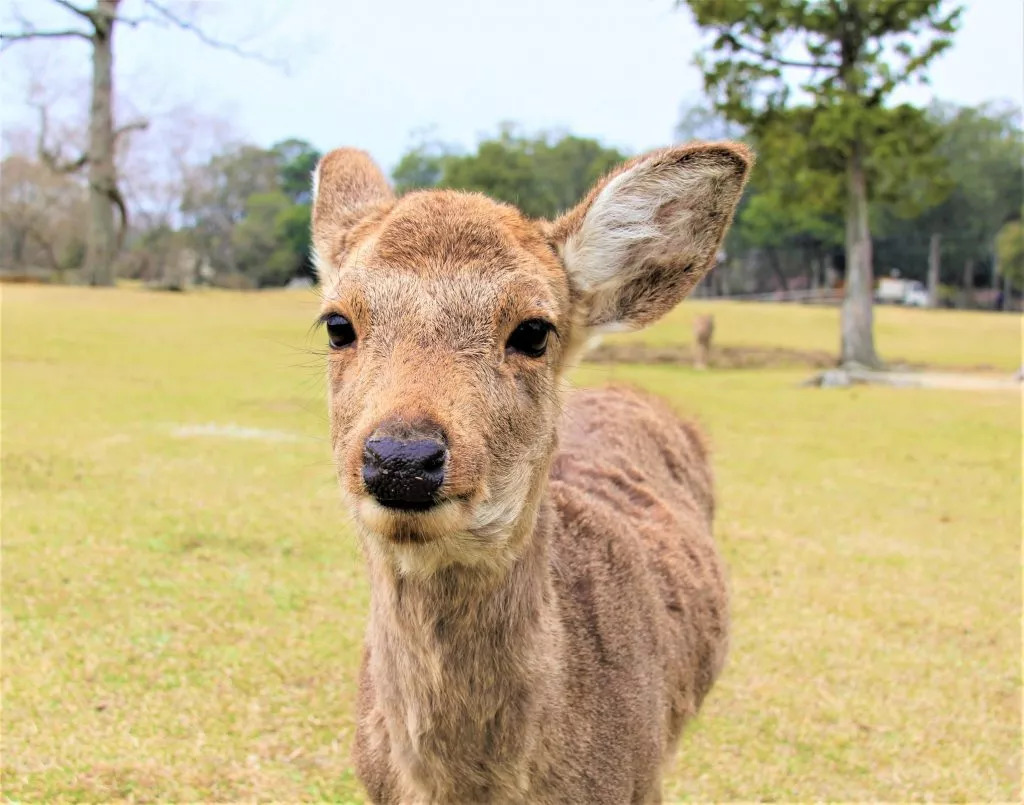 日本奈良小鹿饿到只吃草,聪明的日本奈良小鹿