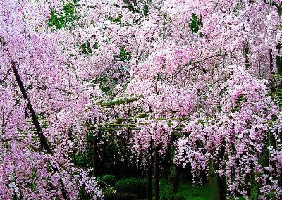 各国花图片,各国花大全