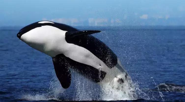 出海看到蓝鲸的感受是什么,当你下海看见一只虎鲸感觉是什么