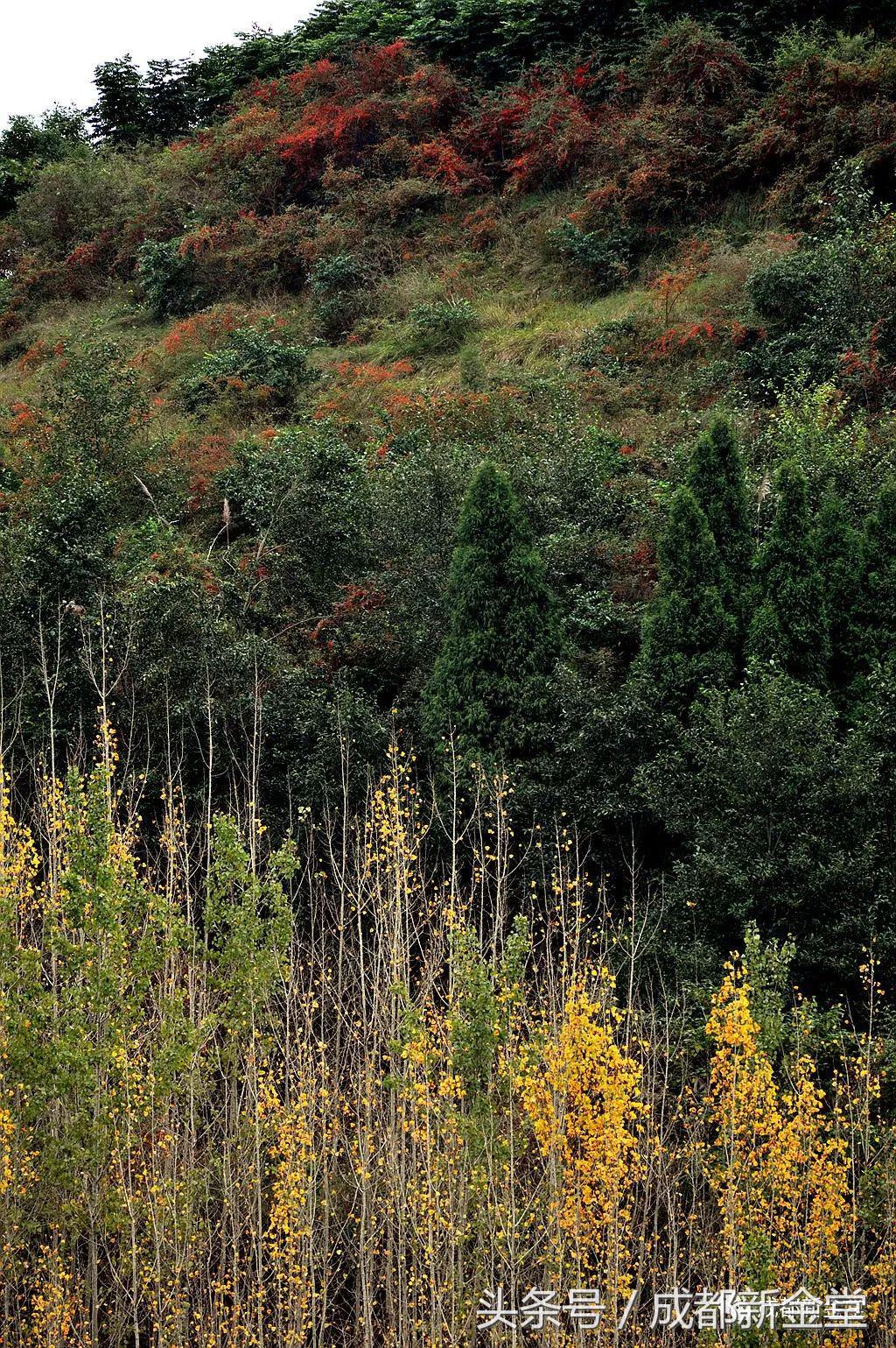 金堂秋色,秋天金堂十大必去景点