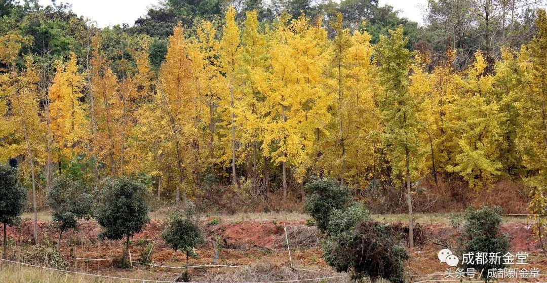 金堂秋色,秋天金堂十大必去景点
