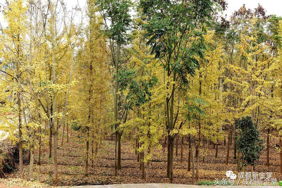 金堂秋色,秋天金堂十大必去景点