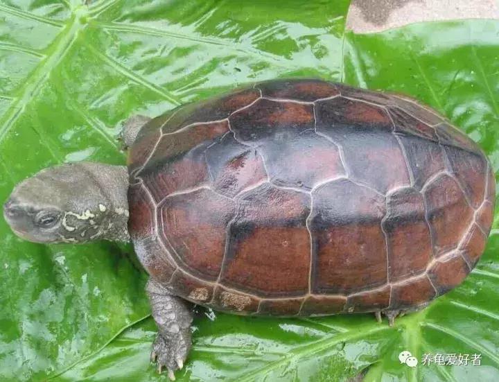 瑟瑟秋风之下，天气转凉，龟要怎样去照顾呢？