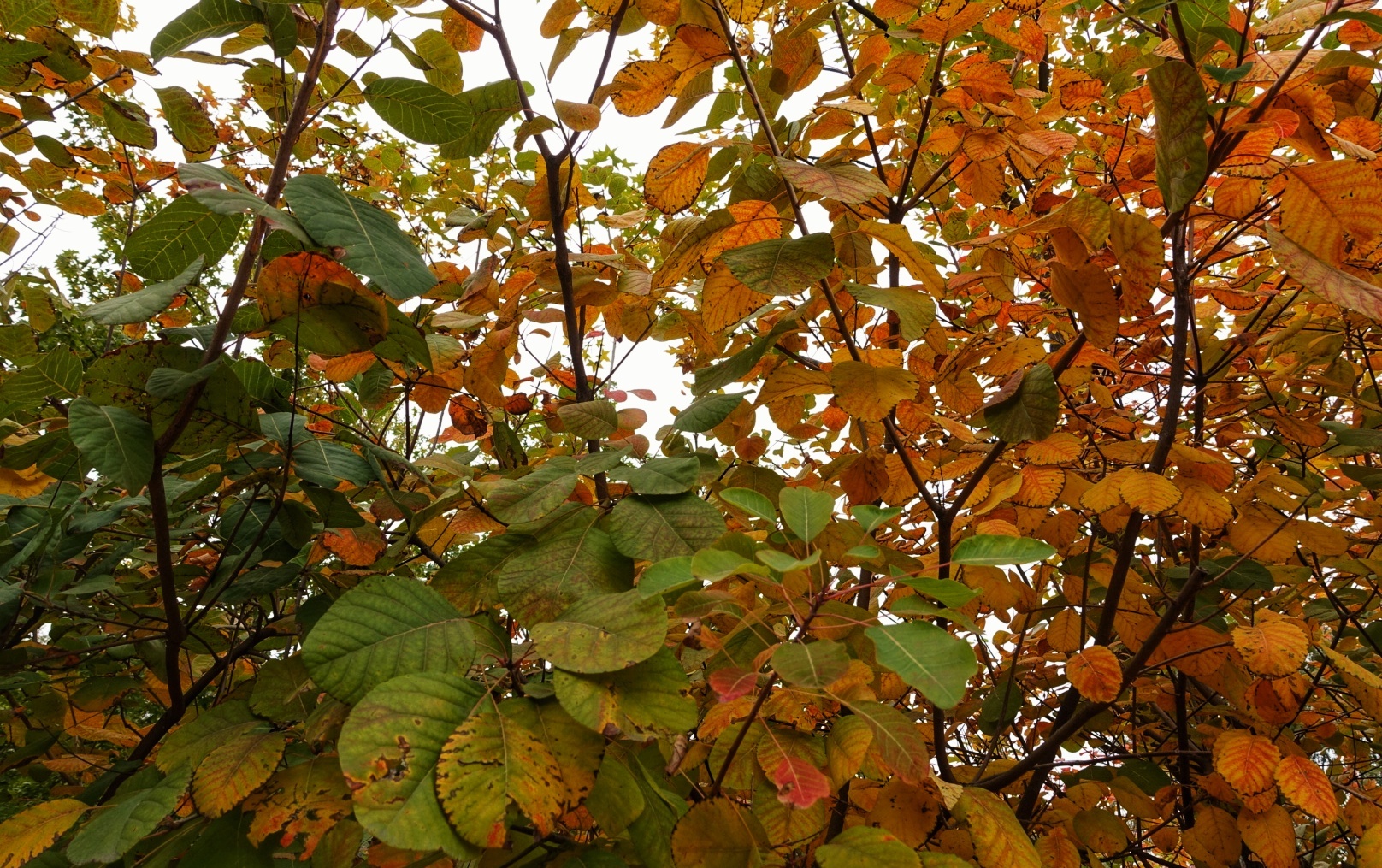 北京昌平金秋风景,昌平金秋周边一日游最佳攻略