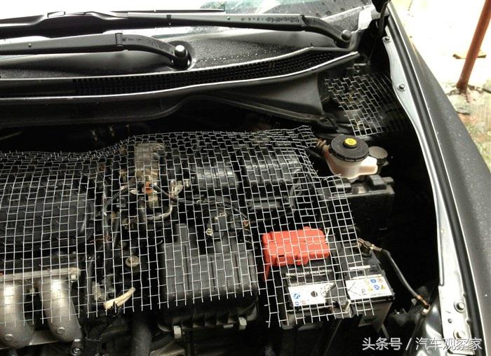 老鼠钻发动机,发动机进老鼠怎么预防