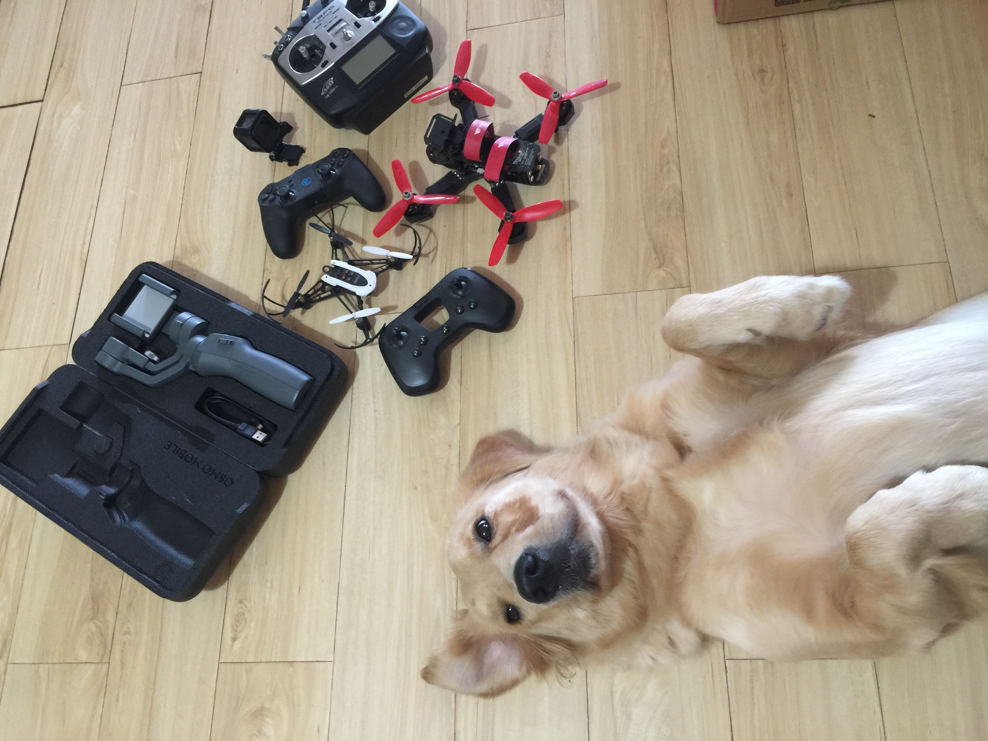 狗子摔了一跤会有问题吗,宠物狗摔了一下