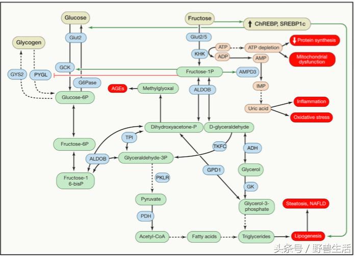 碳水化合物都是对身体有害的吗,不吃或少吃碳水化合物的危害