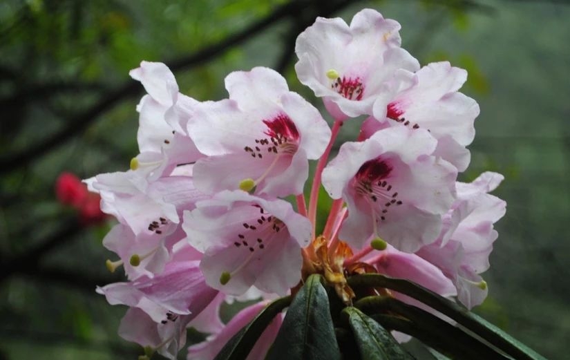 百慕大黑竹沟未解之谜,指南针失效