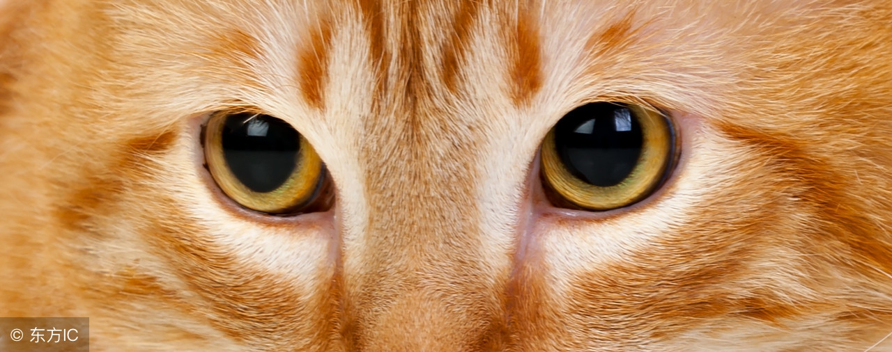 猫咪的习性及饲养方法,合格猫咪