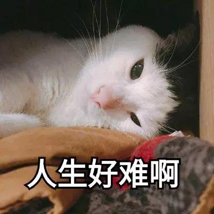 给猫咪打出脑震荡,男朋友把猫打死了