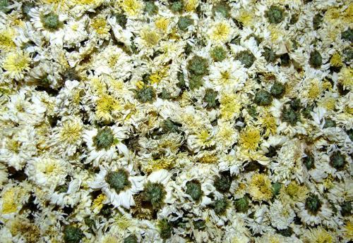 野菊花就是金花草吗,野生菊花与菊花区别