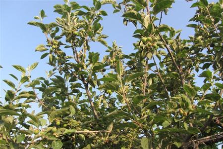 苹果树修剪什么叫三套枝修剪,苹果树修剪方法视频