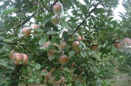 苹果树修剪什么叫三套枝修剪,苹果树修剪方法视频