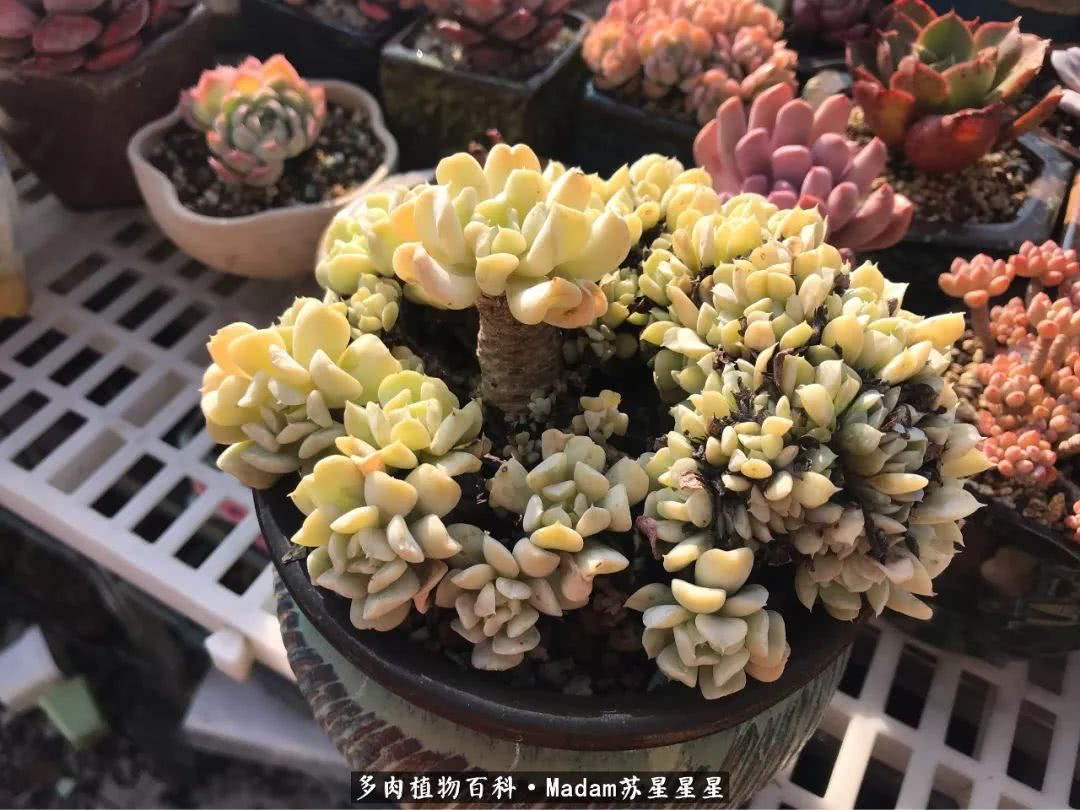 养多肉就是在不断折腾中寻找快乐,养多肉是我坚持做的最久的一件事