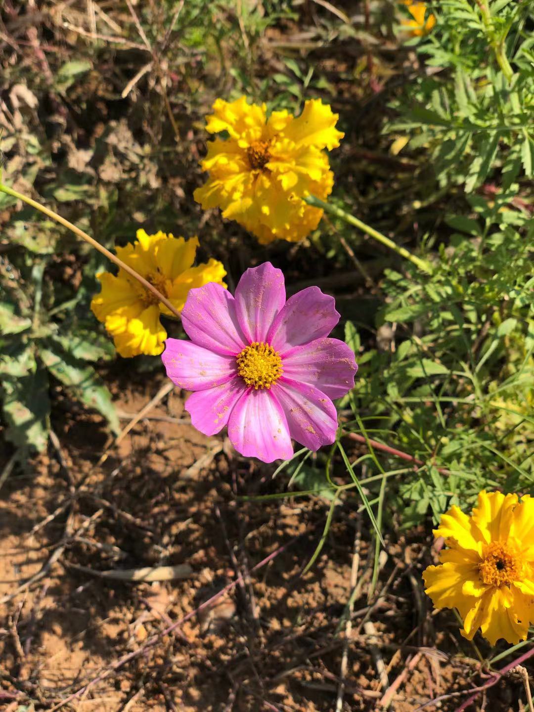 滦县古城一日游,滦州古城必吃烧饼